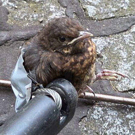 Augsburger Feuerwehr hat grandiose Idee: Hilfloser Vogel gerettet