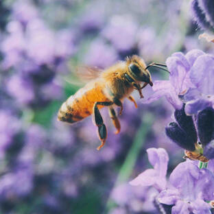 Rettet die Bienen