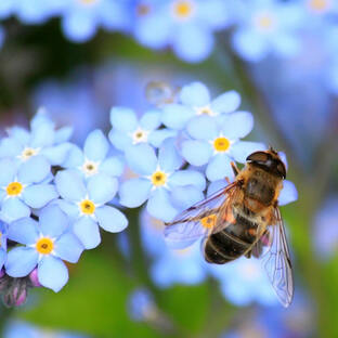 Bienchen & Blümchen