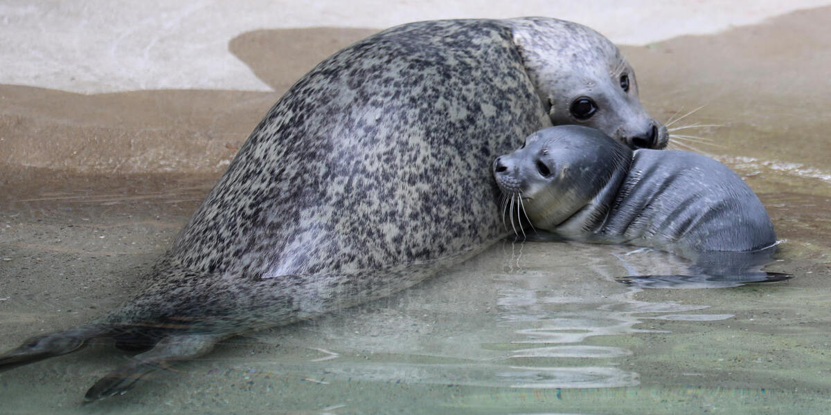 Seehundbaby begeistert im Zoo Augsburg