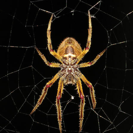 Schock in Schwabmünchen - Nosferatu-Spinne bewohnt Terrasse