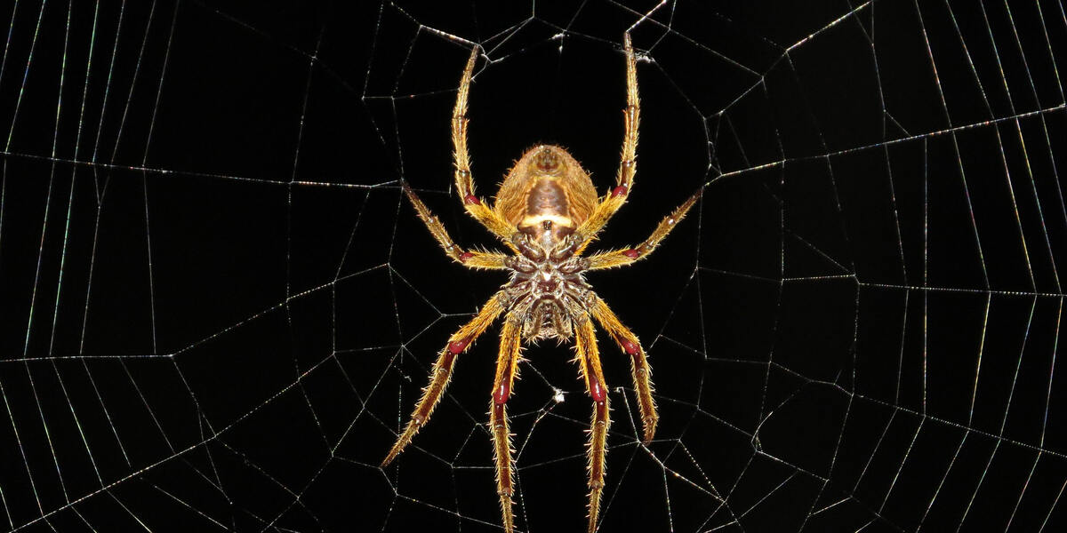 Schock in Schwabmünchen - Nosferatu-Spinne bewohnt Terrasse