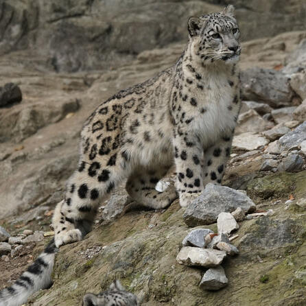 Neuheiten in 2023: Himalaya-Land im Zoo Augsburg
