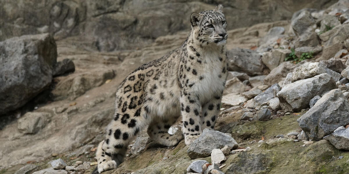 Neuheiten in 2023: Himalaya-Land im Zoo Augsburg