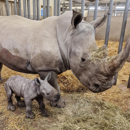 Es ist ein Junge: Zoo Augsburg freut sich über Nashornbaby 