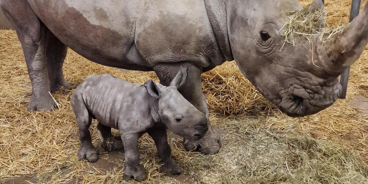 Es ist ein Junge: Zoo Augsburg freut sich über Nashornbaby