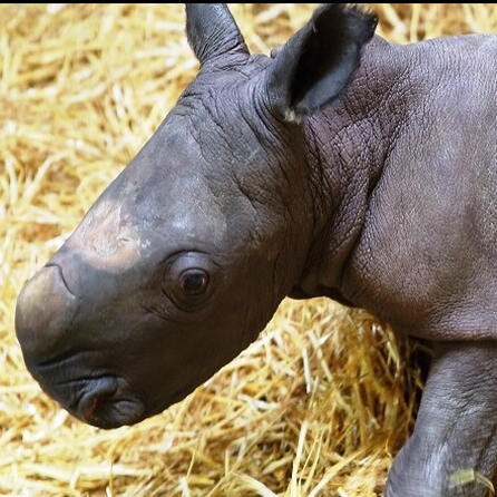 Augsburger Nashorn-Bulle heißt Nero