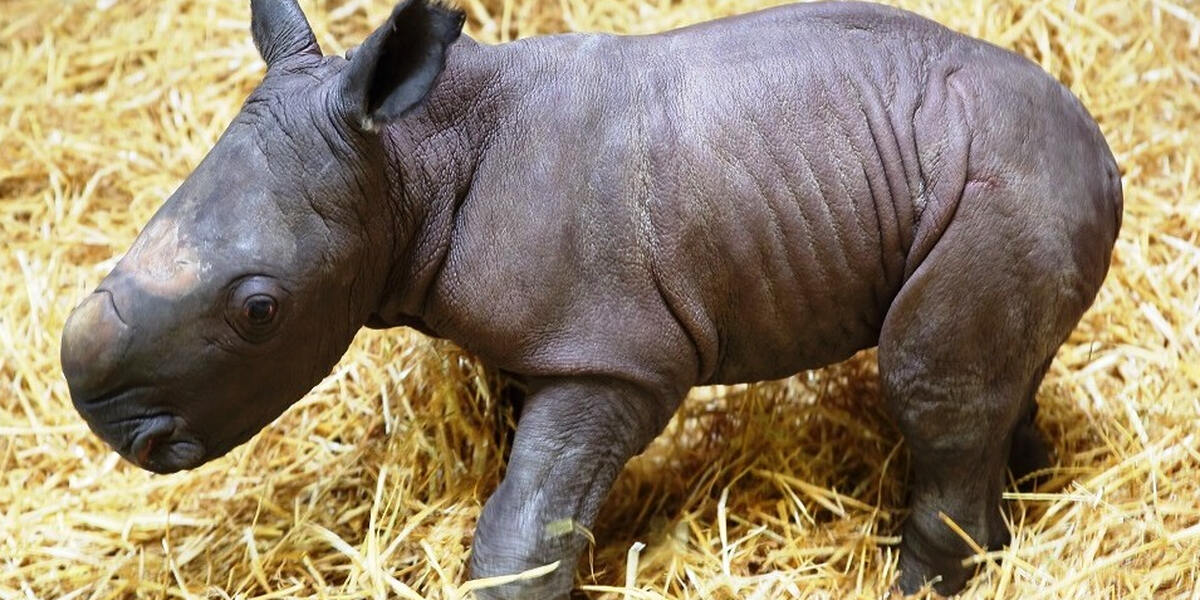 Augsburger Nashorn-Bulle heißt Nero