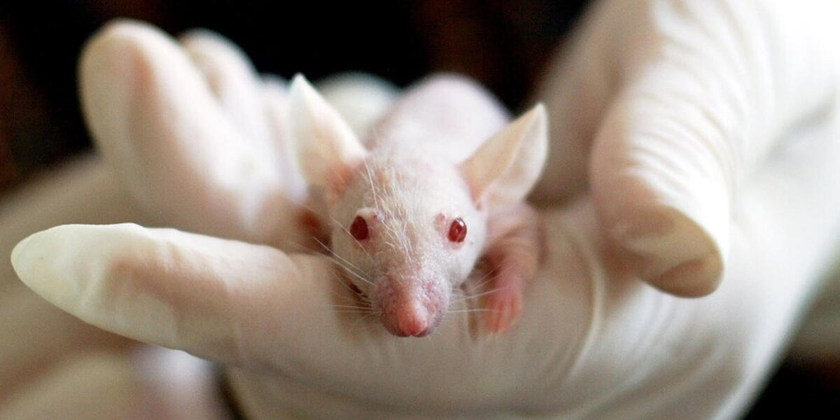 Uni Augsburg startet heute mit Tierversuchen - Gegner sammeln Unterschriften