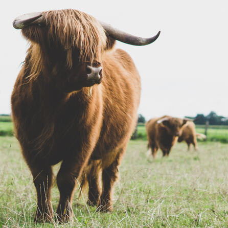 Gabelbachergreut: Wo sind die Galloway-Rinder?