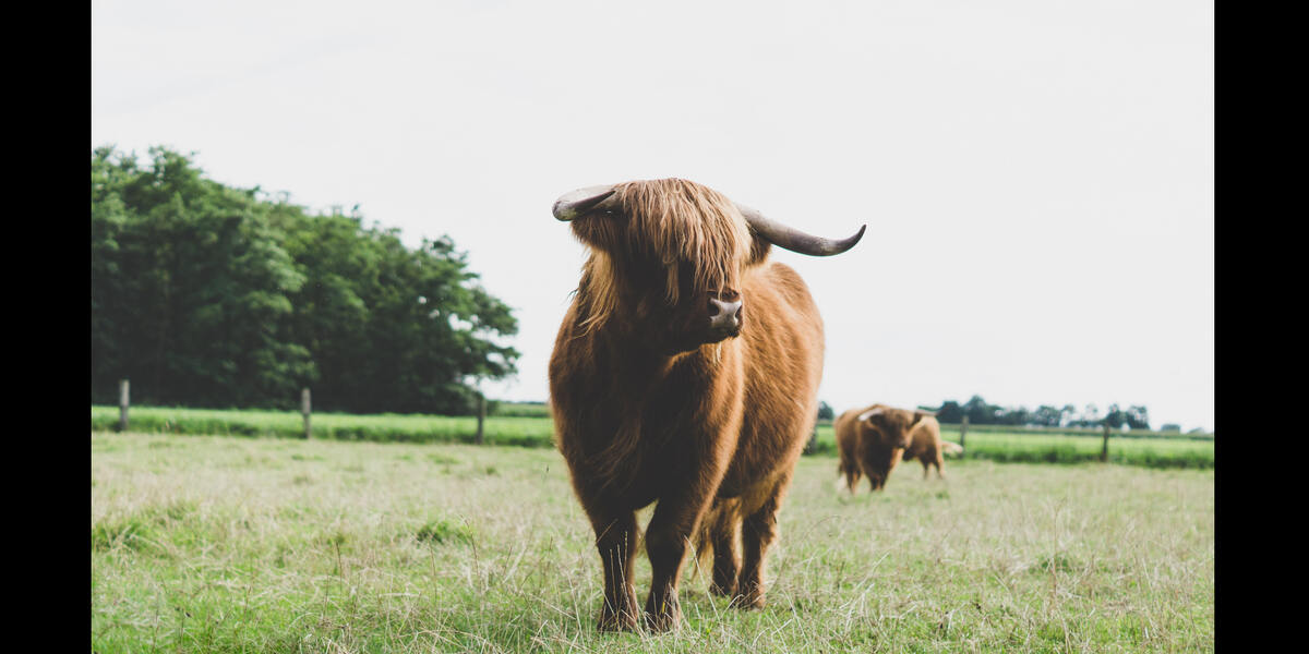 Gabelbachergreut: Wo sind die Galloway-Rinder?