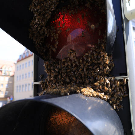 "Rotlicht Bienen" beschäftigen Augsburger Berufsfeuerwehr