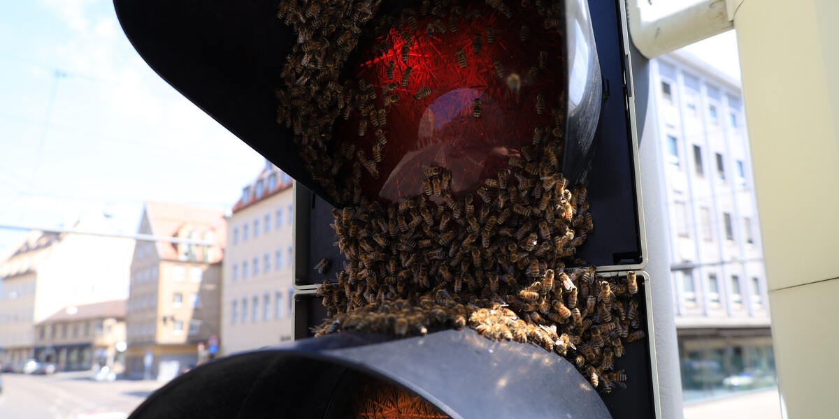 "Rotlicht Bienen" beschäftigen Augsburger Berufsfeuerwehr