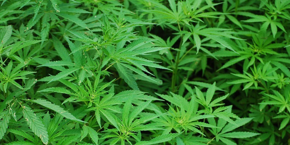 Schlägerei um Drogen, obwohl es keine Drogen gab