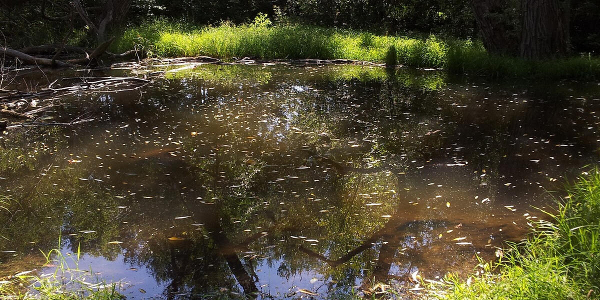 Klimawandel oder technische Ursache? Augsburger Stadtwald verliert ein Biotop