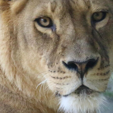Zoo Augsburg trauert um Kira
