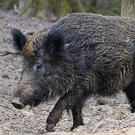 Treibjagd auf Wildschweine im Kreis Augsburg läuft aus dem Ruder - Treiber wird ins Bein geschossen