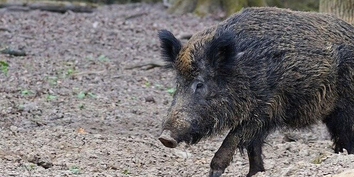 Treibjagd auf Wildschweine im Kreis Augsburg läuft aus dem Ruder - Treiber wird ins Bein geschossen