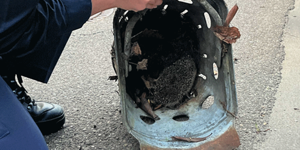 Polizei Donauwörth rettet Igel-Nachwuchs