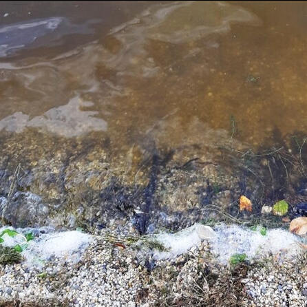 Münchener Experten erforschen Blaualgenplage am Mandichosee im Kreis Aichach/Friedberg