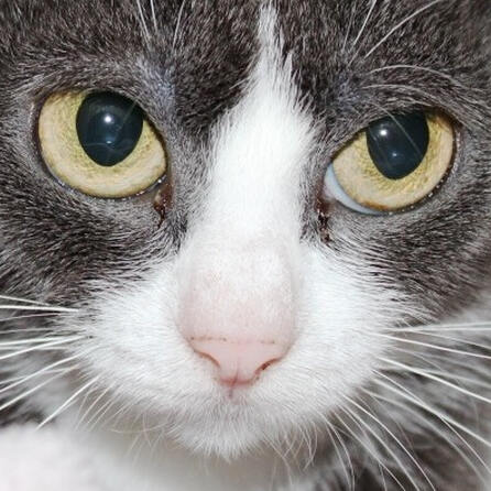 Mering: Katze ruft Polizei auf den Plan