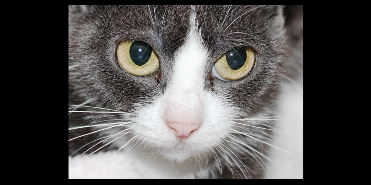 Mering: Katze ruft Polizei auf den Plan