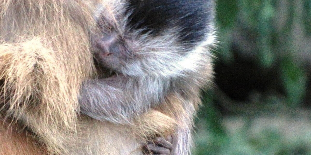 Zoo Augsburg gibt zwei Paviane für die Forschung ab...