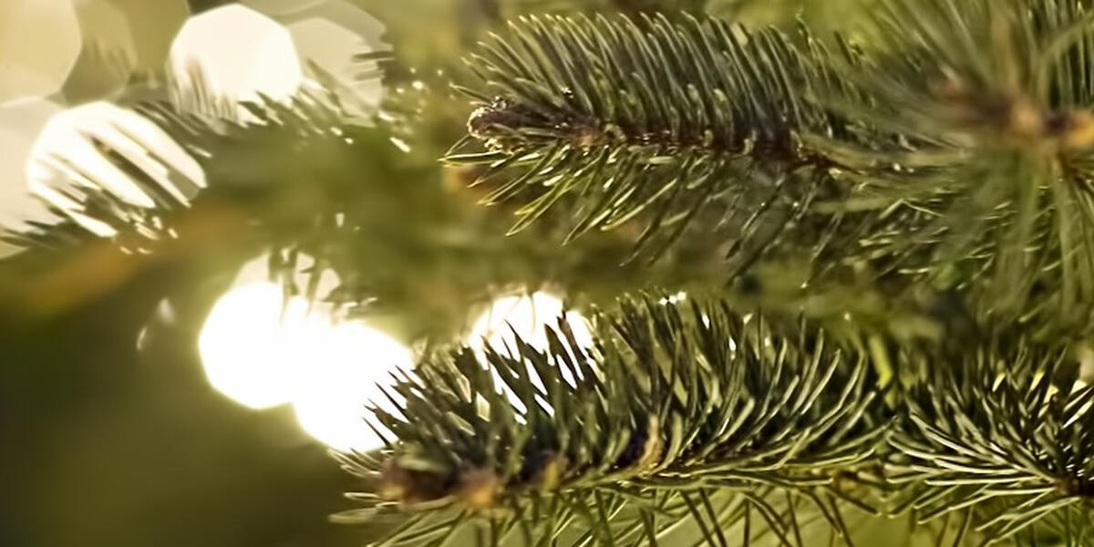 Vom Weihnachtsmarkt zur Narrenhochburg - Augsburger Weihnachtsbaum wird umgestaltet