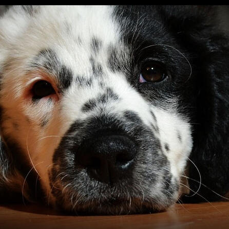 Giftköder in Königsbrunn? Drei Hunde sind schon gestorben