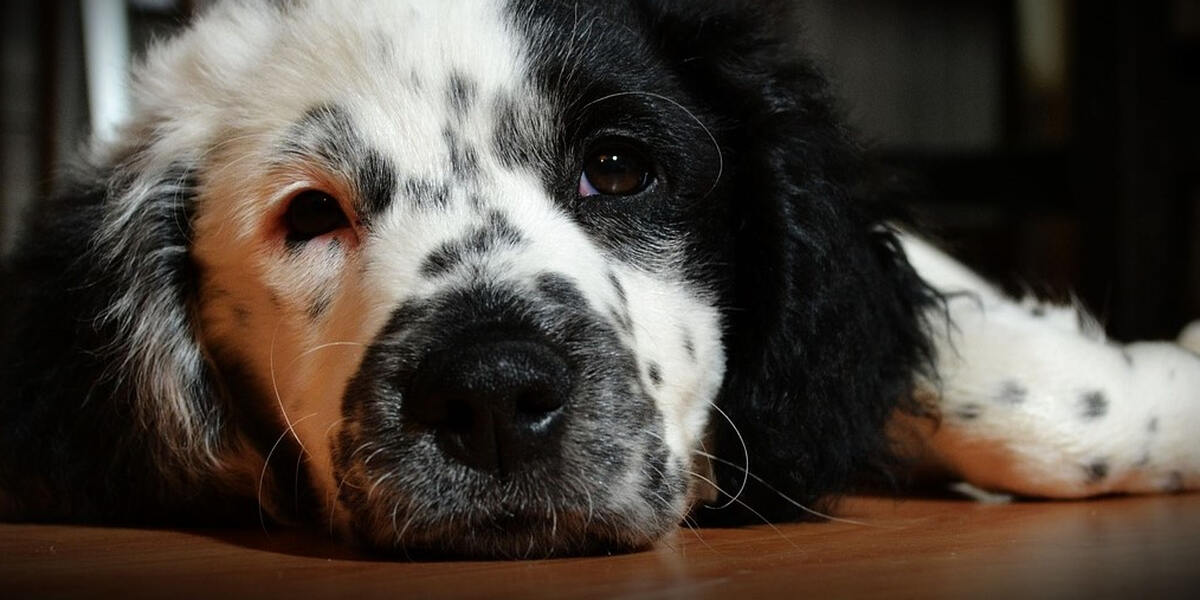 Giftköder in Königsbrunn? Drei Hunde sind schon gestorben