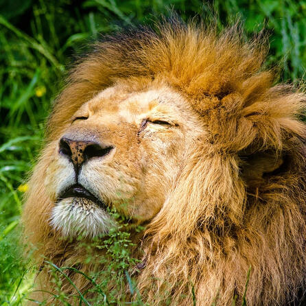 Zoo Augsburg baut um und macht Platz für viele neue Großtiere
