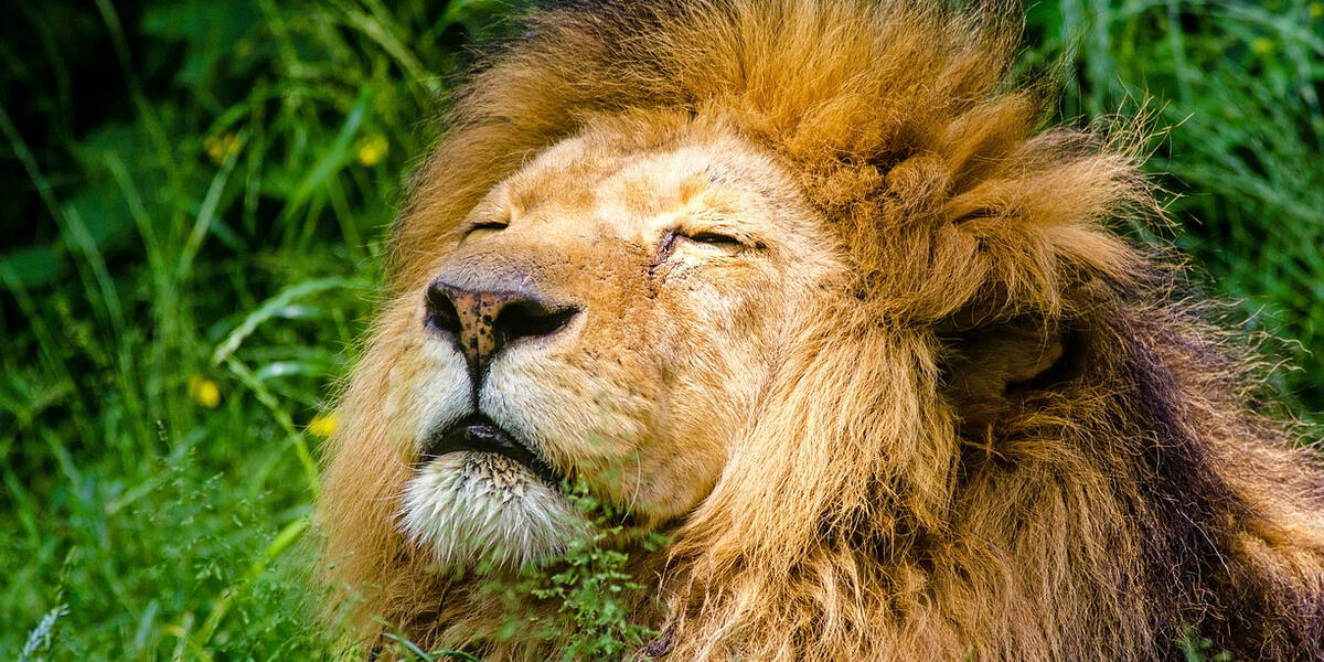 Zoo Augsburg baut um und macht Platz für viele neue Großtiere