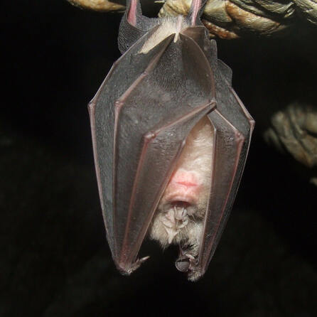 Fledermaus-Alarm in Augsburg - Nachtjäger fliegen in Wohnungen
