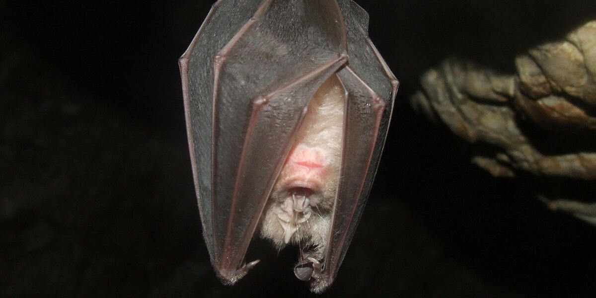 Fledermaus-Alarm in Augsburg - Nachtjäger fliegen in Wohnungen