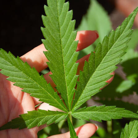 Voranmeldungen für Augsburger Cannabis-Club laufen schon