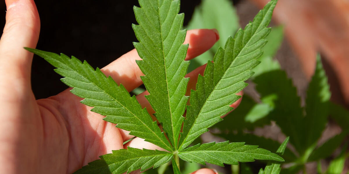 Voranmeldungen für Augsburger Cannabis-Club laufen schon