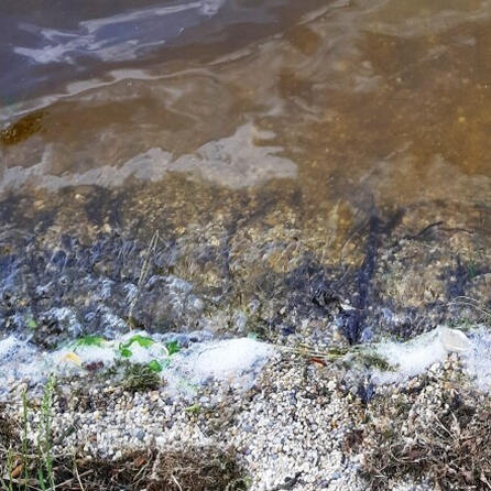 Achtung: Blaualgen im Großen Alpsee bei Immenstadt