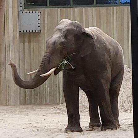 Neue Elefanten im Zoo Augsburg - Der Asiate ist angekommen