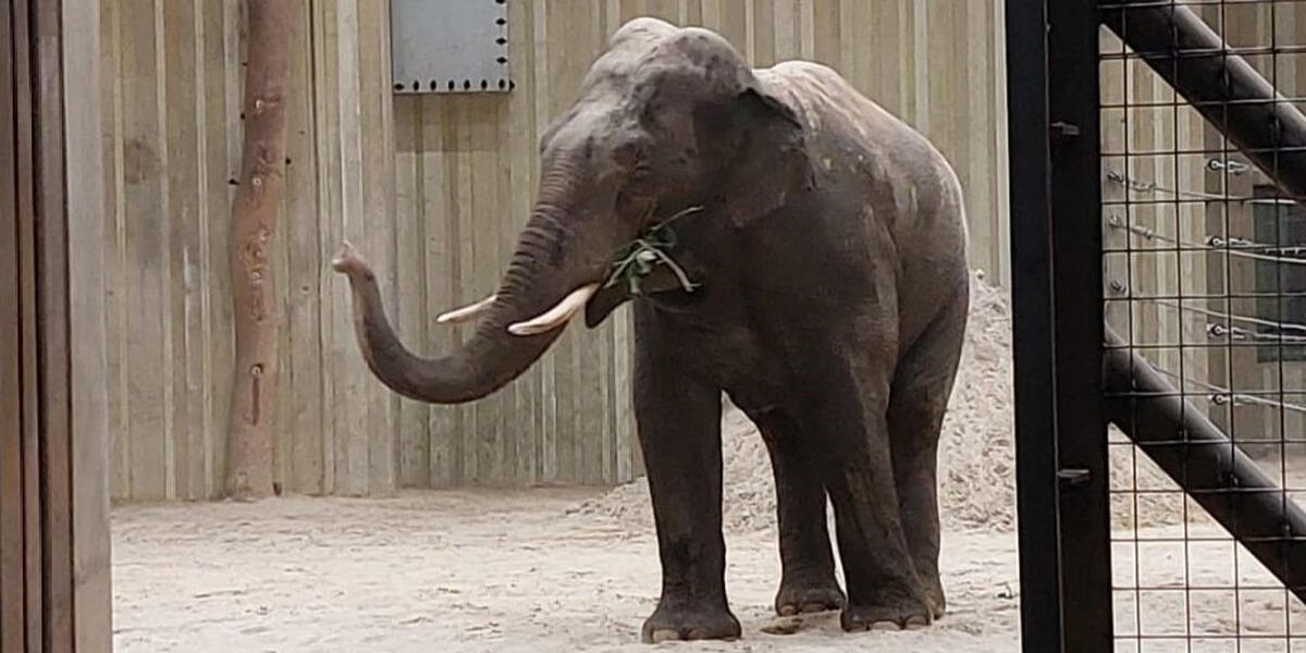 Neue Elefanten im Zoo Augsburg - Der Asiate ist angekommen