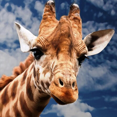 Tara ist da! Die neue Giraffe im Zoo Augsburg