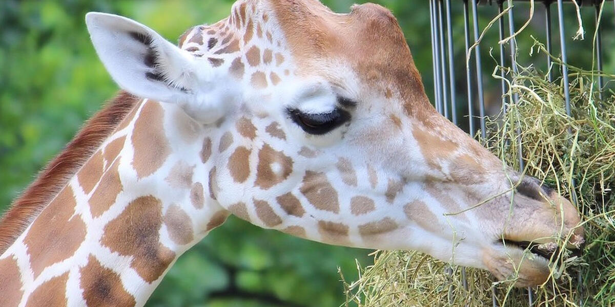 Tara ist da! Die neue Giraffe im Zoo Augsburg