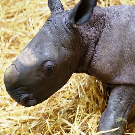 Augsburger Nashorn-Baby ist tot