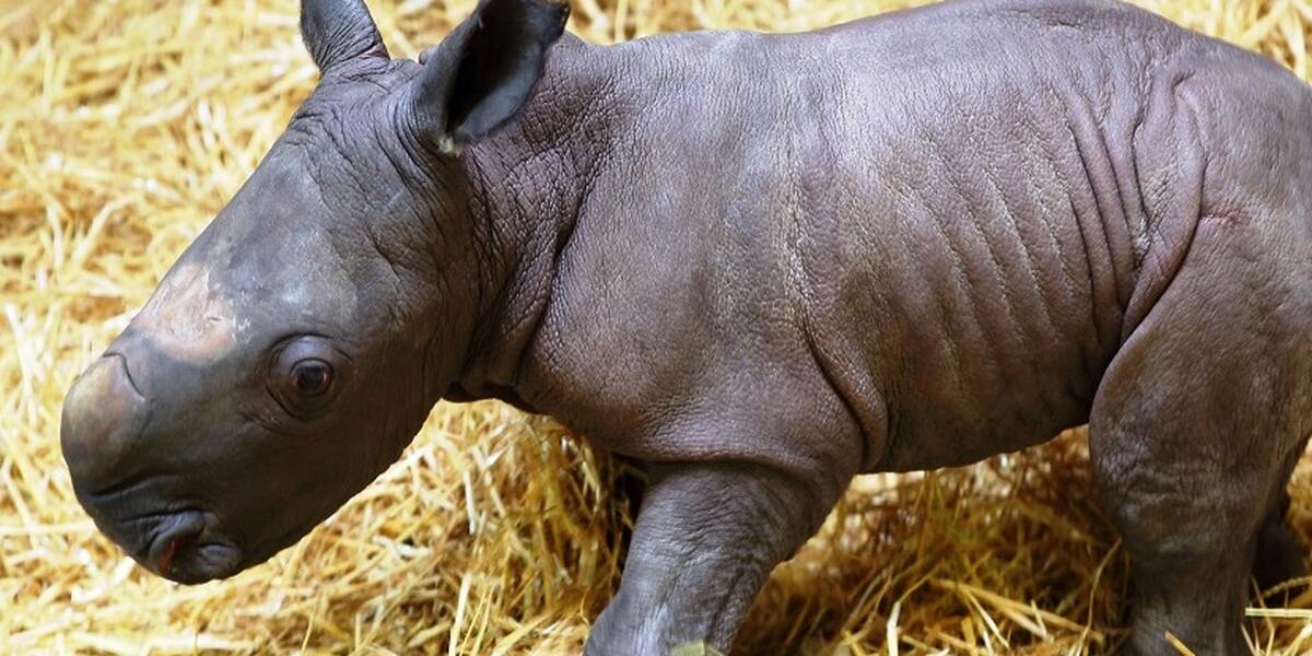 Augsburger Nashorn-Baby ist tot