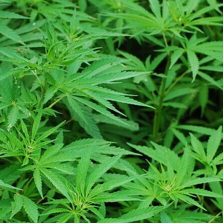 Drogen-Pflanzen bei V-Markt in Kaufbeuren und Füssen?