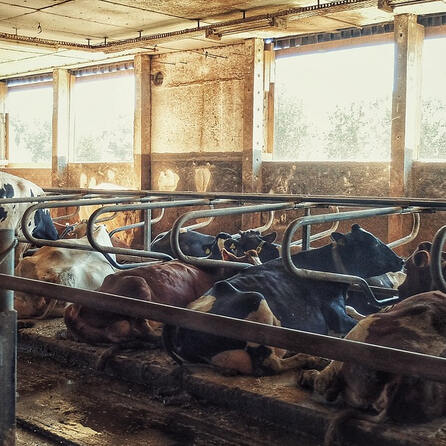 Allgäuer Tiermissbrauchsskandal-Prozess: Verteidigung der Landwirte fordert Freispruch