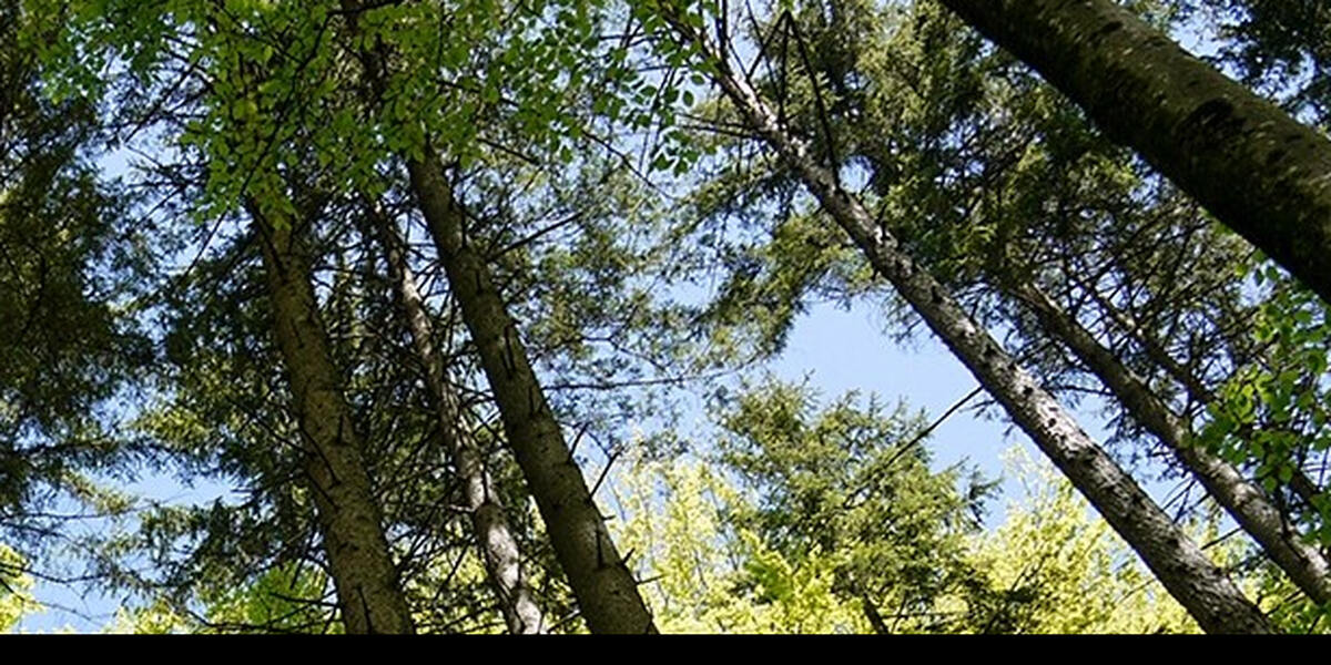 Vorsicht im Augsburger Wald: Es laufen besondere Baumpflegearbeiten