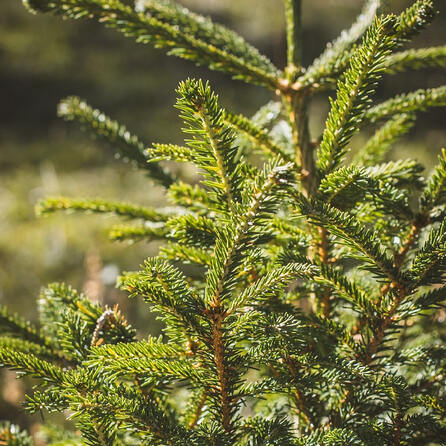 Pärchen sägt sich illegal Weihnachtsbaum aus Wald bei Hollenbach