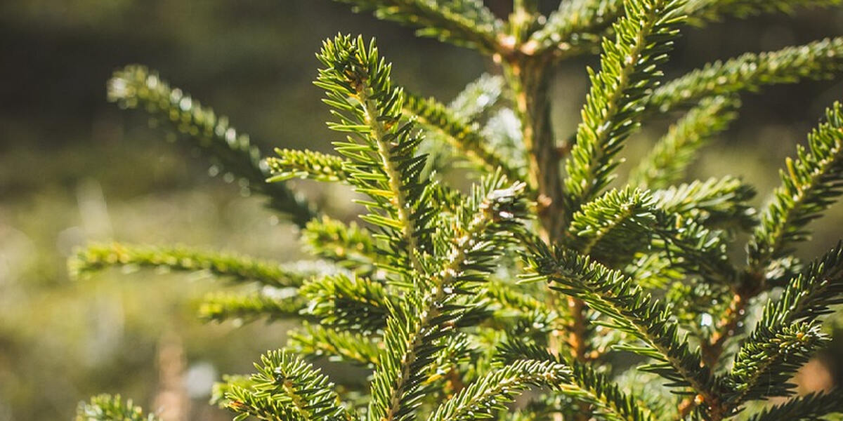 Pärchen sägt sich illegal Weihnachtsbaum aus Wald bei Hollenbach