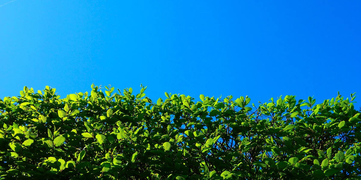 Klimaschutz beginnt bei den Feldhecken - Rund um Augsburg sollen wieder mehr gepflanzt werden