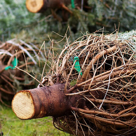 Christbaum-Dieb in Neusäß verrät sich durch Baumharz an den Händen